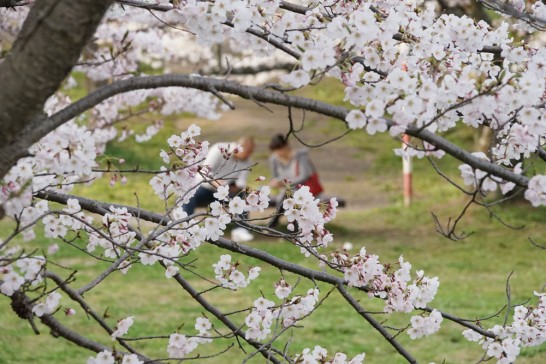 丸山公園　桜
